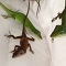 Florida Anole Anolis carolinensis Florida Green Lizard
