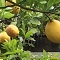 Harvesting fresh citrus in Florida