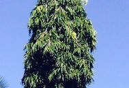 polyalthea longifolia mast tree orlando florida