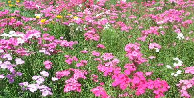 image of native phlox planted in a field with pink flowers by florida landscape designer