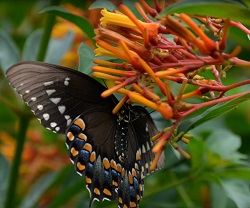 Florida Firebush Image with butterflies