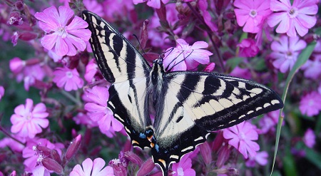 butterfly garden image of flower with butterfly feeding on nectar for central Florida