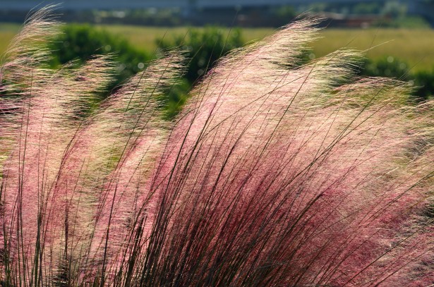 Decorative Grasses Florida: The Ultimate Guide for Your Landscaping Needs