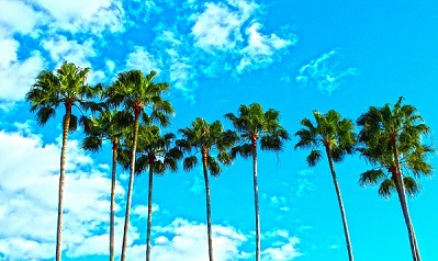 tall washingtonia palm trees against a blue sky