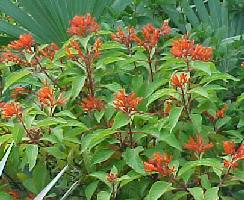 hamelia patens firebush plant