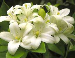 fragrant lakeview jasmine