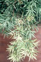 podocarpus shrub
