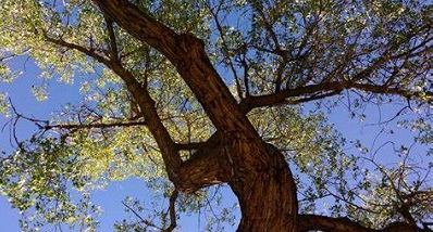 silhouette of a live oak tree branch against the sky, looking up at it from the ground