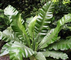 image of tropical bird nest fern plant