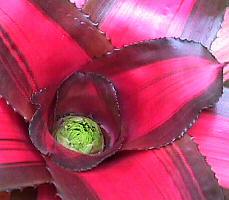 image of neoregeila Margret bromeliad plant