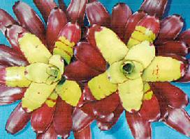 image of neoregelia Hawaii plant