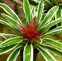 image of albo marginated bromelia vriesea tropical plant