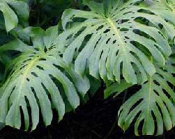 Monstera vine climbing a tree