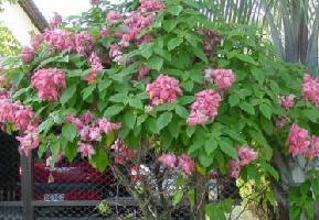 image of tropical pink musseanda plant