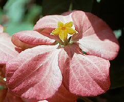 image of musseanda flower