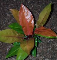 image of philodendron autumn tropical plant