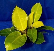 image of moonglow tropical philodendron plant