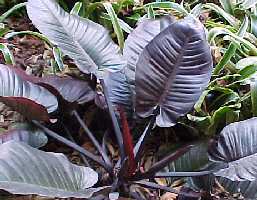 image of black cardinal philondron tropical plant