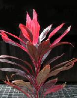 image of red sister Hawaiian ti tropical plant