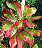 image of Bolero tropical cordyline ti plant