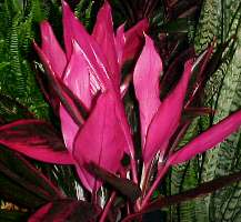 image of corydline Maria ti tropical plant