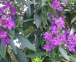 image of tropical tibouchina princess flower plant
