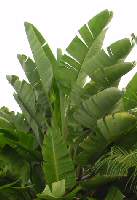 image of tropical white bird of paradise plant