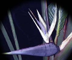 strelitzia nicolai plant image of tropical plant