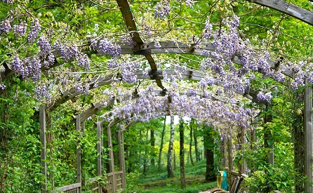 flowering vines for central Florida