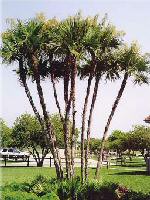 paurotis palm tree