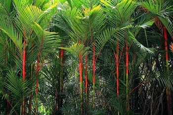 red sealing wax palm florida wetland palm trees