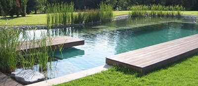 plants used to filter the natural swimming pool water in Ocala Florida natural swimming pool